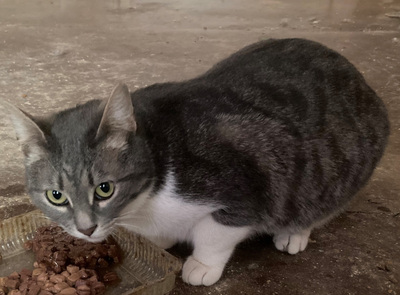 TRUDY & TREK - NOTFALL, TRUDY & TREK - NOTFALL - Kater