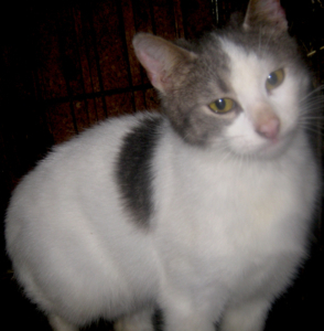 TRUFFLE - NOTFALL, TRUFFLE - NOTFALL - Katze