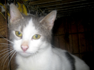 TRUFFLE - NOTFALL, TRUFFLE - NOTFALL - Katze