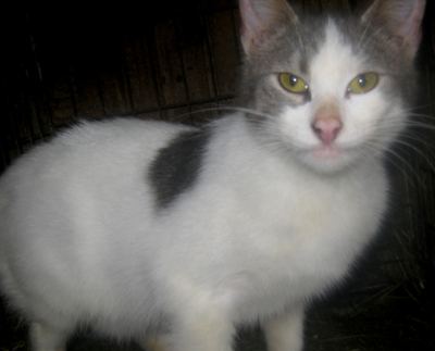 TRUFFLE - NOTFALL, TRUFFLE - NOTFALL - Katze