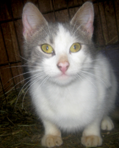 TRUFFLE - NOTFALL, TRUFFLE - NOTFALL - Katze