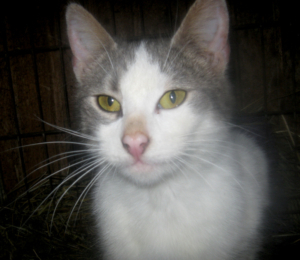 TRUFFLE - NOTFALL, TRUFFLE - NOTFALL - Katze