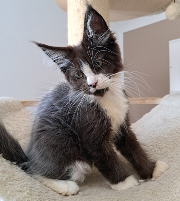 TYPEVOLLE MAINE COON KITTEN MIT STAMMBAUM, Maine Coon Jungtier - Kater