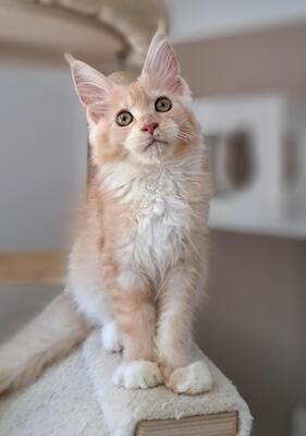 TYPEVOLLE MAINE COON KITTEN MIT STAMMBAUM, Maine Coon Jungtier - Kater