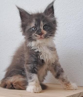 TYPEVOLLE MAINE COON KITTEN MIT STAMMBAUM, Maine Coon Jungtier - Kater