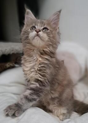 TYPEVOLLE MAINE COON KITTEN MIT STAMMBAUM, Maine Coon Jungtier - Kater