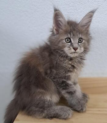 TYPEVOLLE MAINE COON KITTEN MIT STAMMBAUM, Maine Coon Jungtier - Kater