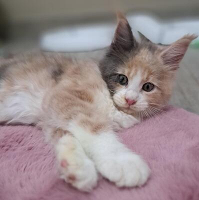 TYPEVOLLE MAINE COON KITTEN MIT STAMMBAUM, Maine Coon Jungtier - Kater