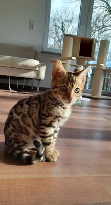 Tabea Becker, Bengal - Katze