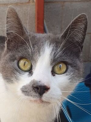 Tadeo - Notfall, Europäisch Kurzhaar - Kater