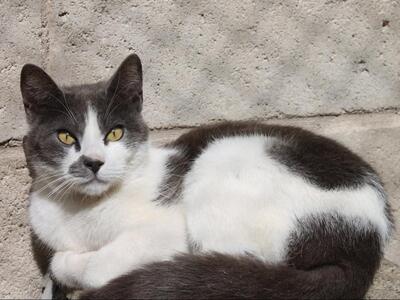 Tadeo - Notfall, Europäisch Kurzhaar - Kater