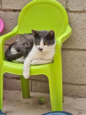 Tadeo - Notfall, Europäisch Kurzhaar - Kater