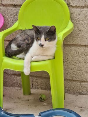 Tadeo - Notfall, Europäisch Kurzhaar - Kater