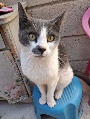 Tadeo - Notfall, Europäisch Kurzhaar - Kater