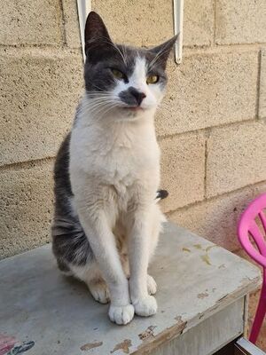 Tadeo - Notfall, Europäisch Kurzhaar - Kater