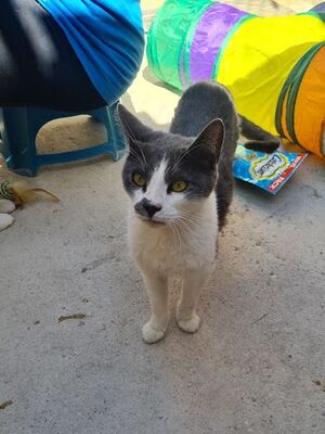 Tadeo - Notfall, Europäisch Kurzhaar - Kater