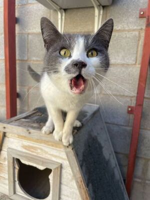 Tadeo - Notfall, Europäisch Kurzhaar - Kater