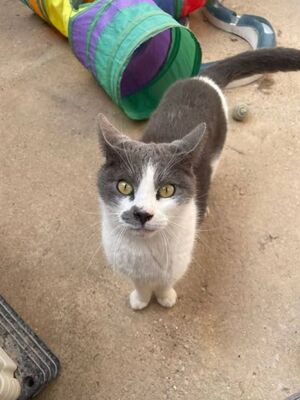 Tadeo - Notfall, Europäisch Kurzhaar - Kater