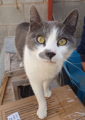 Tadeo - Notfall, Europäisch Kurzhaar - Kater