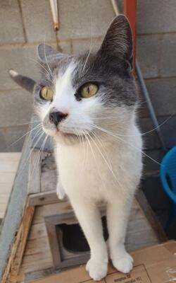 Tadeo - Notfall, Europäisch Kurzhaar - Kater