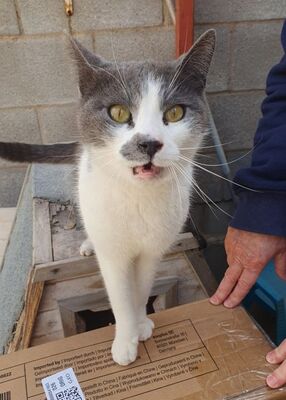 Tadeo - Notfall, Europäisch Kurzhaar - Kater