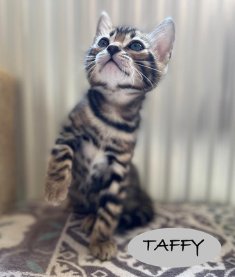 Taffy, Bengal Jungtier - Kater