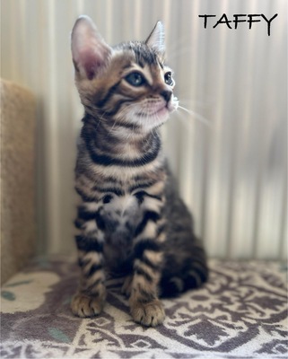 Taffy, Bengal Jungtier - Kater