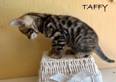 Taffy, Bengal Jungtier - Kater