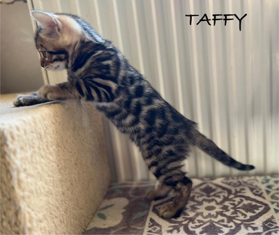 Taffy, Bengal Jungtier - Kater