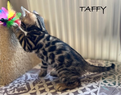 Taffy, Bengal Jungtier - Kater