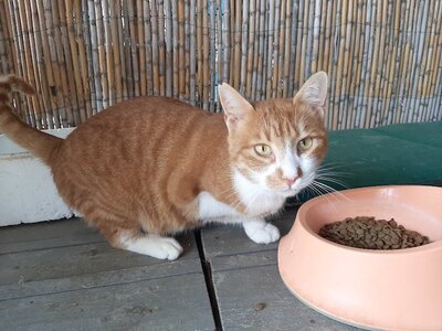 Talin - Lebensfroher Kater, ca. 6 Jahre, Mischling - Kater