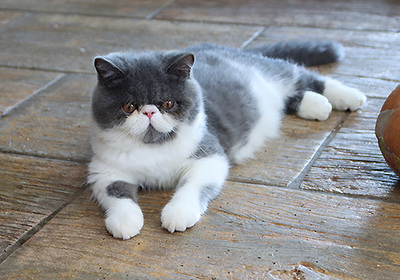 Talisker vom Nordexpress, Exotic Shorthiar (Perser kurzhaar) mit Stammbaum Jungtier - Kater