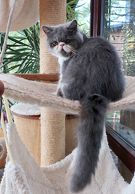 Talisker vom Nordexpress, Exotic Shorthiar (Perser kurzhaar) mit Stammbaum Jungtier - Kater