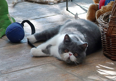 Talisker vom Nordexpress, Exotic Shorthiar (Perser kurzhaar) mit Stammbaum Jungtier - Kater