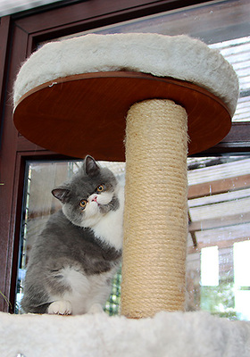 Talisker vom Nordexpress, Exotic Shorthiar (Perser kurzhaar) mit Stammbaum Jungtier - Kater