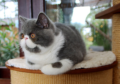 Talisker vom Nordexpress, Exotic Shorthiar (Perser kurzhaar) mit Stammbaum Jungtier - Kater