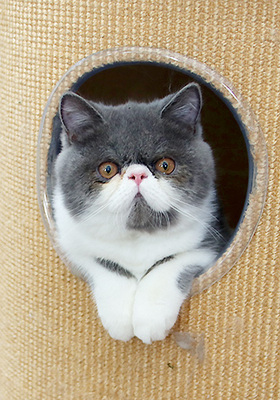 Talisker vom Nordexpress, Exotic Shorthiar (Perser kurzhaar) mit Stammbaum Jungtier - Kater