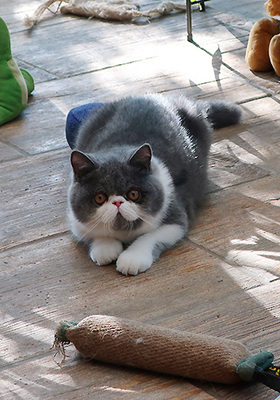 Talisker vom Nordexpress, Exotic Shorthiar (Perser kurzhaar) mit Stammbaum Jungtier - Kater
