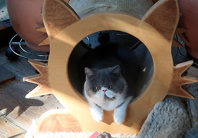 Talisker vom Nordexpress, Exotic Shorthiar (Perser kurzhaar) mit Stammbaum Jungtier - Kater