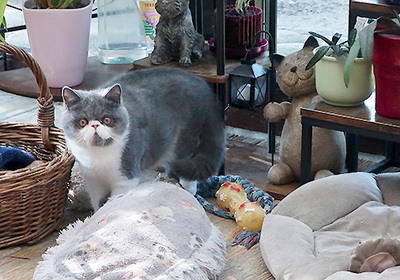 Talisker vom Nordexpress, Exotic Shorthiar (Perser kurzhaar) mit Stammbaum Jungtier - Kater