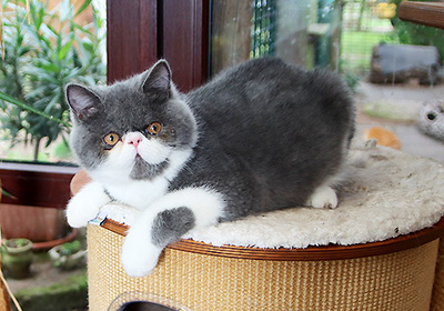Talisker vom Nordexpress, Exotic Shorthiar (Perser kurzhaar) mit Stammbaum Jungtier - Kater