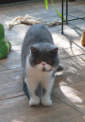 Talisker vom Nordexpress, Exotic Shorthiar (Perser kurzhaar) mit Stammbaum Jungtier - Kater