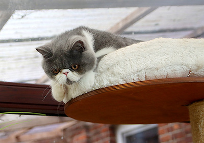 Talisker vom Nordexpress, Exotic Shorthiar (Perser kurzhaar) mit Stammbaum Jungtier - Kater