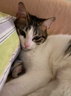 Tally wollte hoch hinaus ( ALM ) bei MUC - Katze