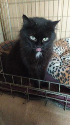 Tamy, Mischling - Katze