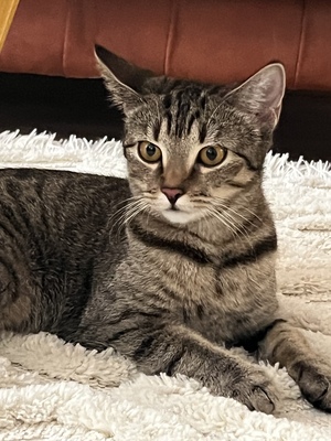 Tarcin, Tigerkatze Jungtier - Katze