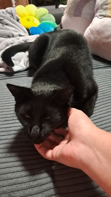 Tarzan, EKH Mix - Kater