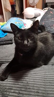 Tarzan, EKH Mix - Kater