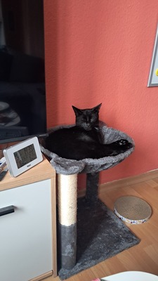 Tarzan, EKH Mix - Kater