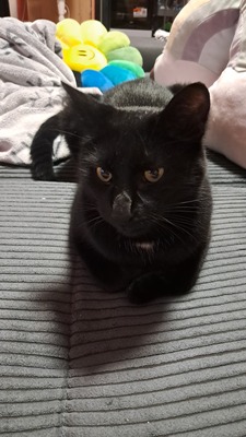 Tarzan, EKH Mix - Kater